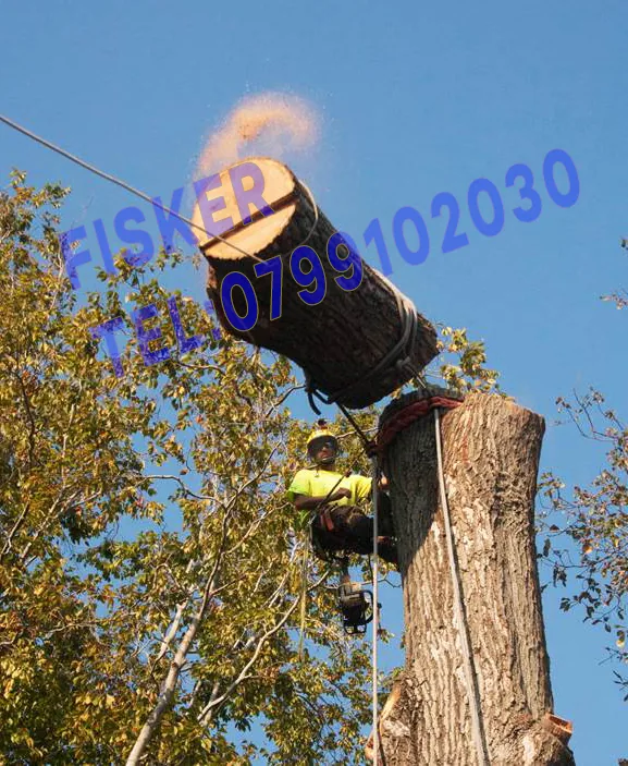 Exemplu real de curățare resturi vegetale după intervenție în Brașov