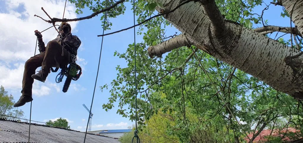 Exemplu real de tăiere copaci periculoși în Brașov