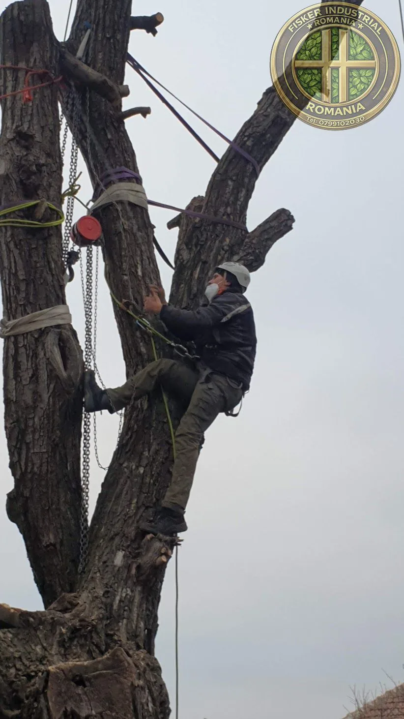 Exemplu real de curățare resturi vegetale după intervenție în București