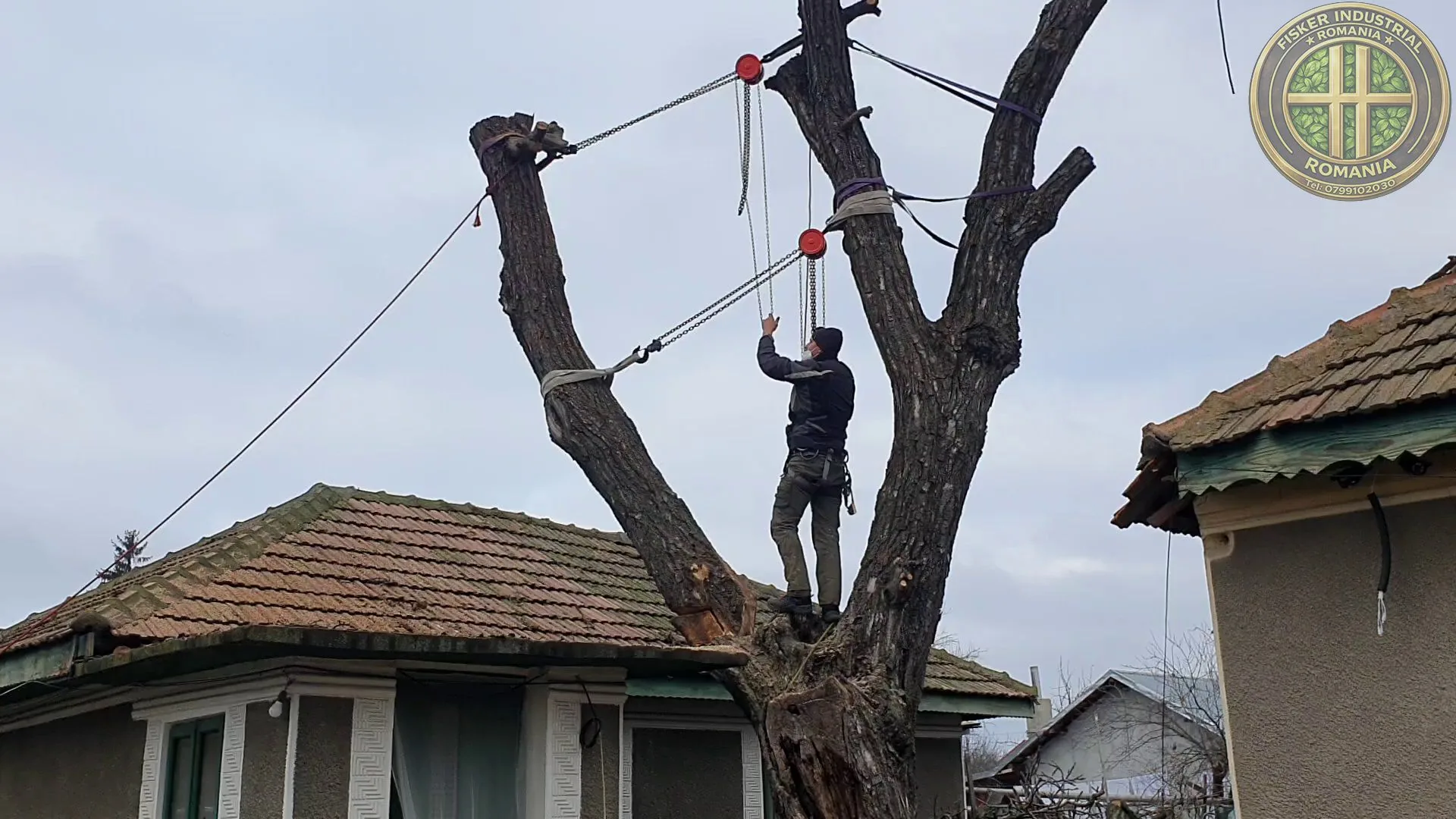 Exemplu real de intervenție urgentă la copaci în București