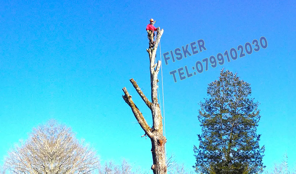 Exemplu real de doborâre controlată arbori în Constanța