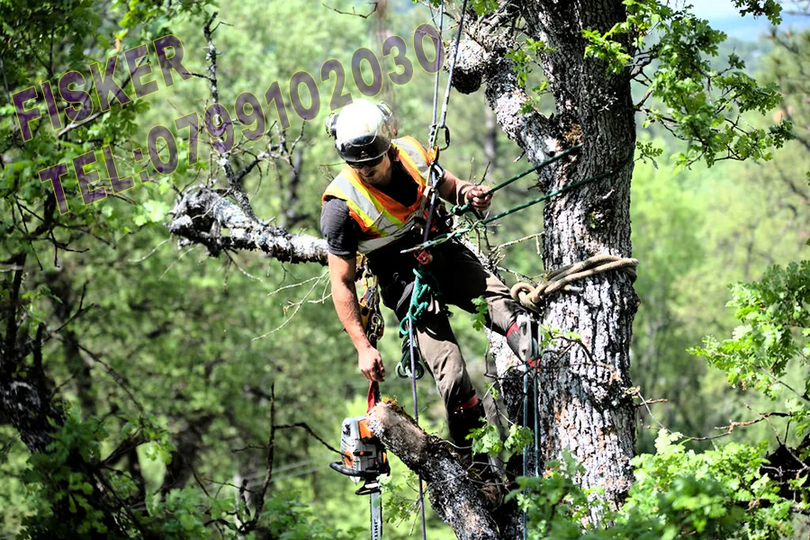 Exemplu real de intervenție urgentă la copaci în Constanța