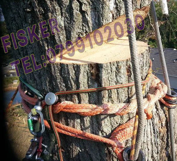 Exemplu real de tăiere copaci periculoși în Constanța