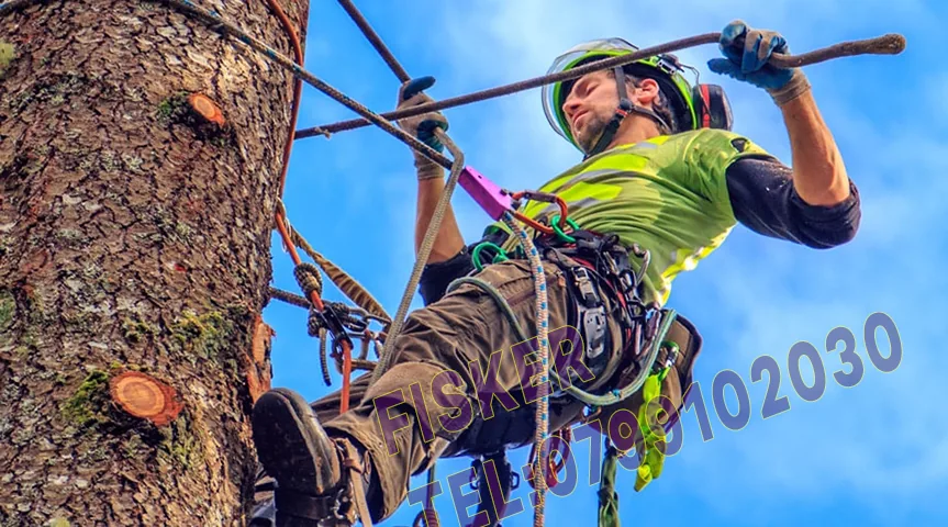Exemplu real de tăiere copaci periculoși în Ilfov