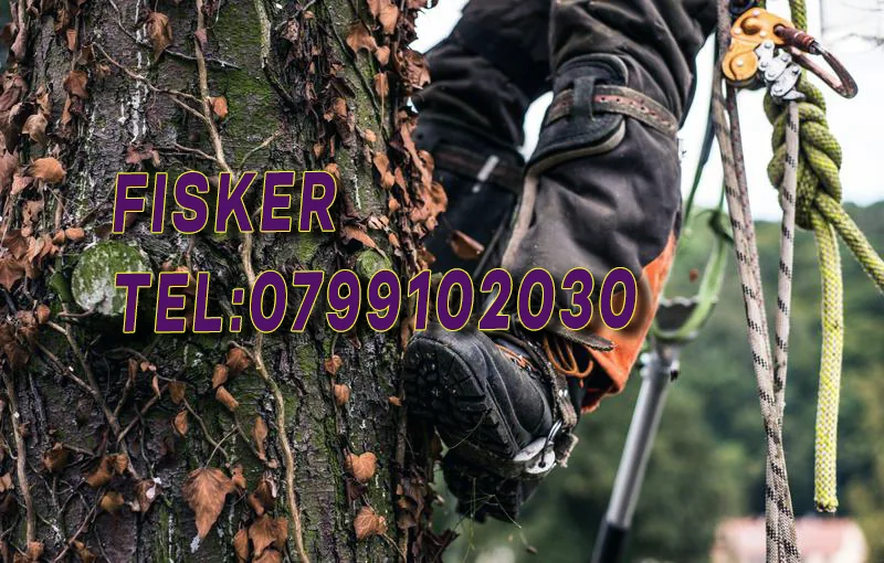 Exemplu real de toaletare copaci în Ilfov